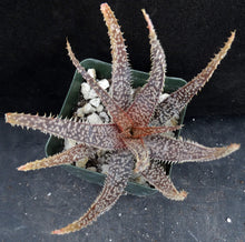 Load image into Gallery viewer, Aloe x 'Spider Legs'
