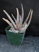 Load image into Gallery viewer, Aloe x 'Spider Legs'