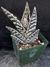 Load image into Gallery viewer, Aloe variegata