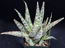 Load image into Gallery viewer, Aloe x 'Warp Speed'