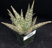 Load image into Gallery viewer, Aloe x 'Warp Speed'
