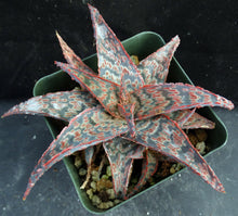 Load image into Gallery viewer, Aloe x 'Wrasse'