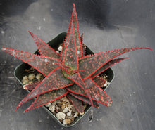 Load image into Gallery viewer, Aloe x 'Christmas Carol'
