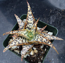 Load image into Gallery viewer, Aloe x 'Yellow Flame'