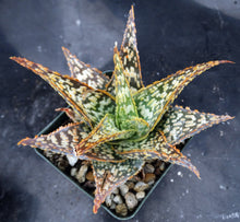 Load image into Gallery viewer, Aloe x 'Yellow Flame'