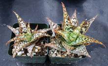 Load image into Gallery viewer, Aloe x 'Yellow Flame'