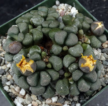 Load image into Gallery viewer, Aloinopsis schooneesii