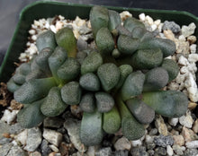 Load image into Gallery viewer, Aloinopsis schooneesii