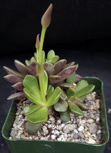 Load image into Gallery viewer, Anacampseros rufescens