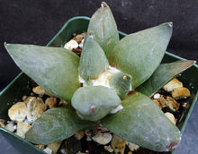 Load image into Gallery viewer, Ariocarpus retusus
