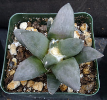 Load image into Gallery viewer, Ariocarpus retusus
