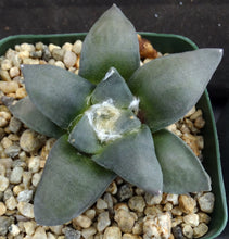 Load image into Gallery viewer, Ariocarpus retusus