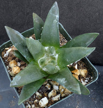 Load image into Gallery viewer, Ariocarpus trigonus