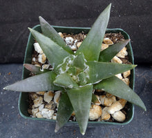 Load image into Gallery viewer, Ariocarpus trigonus