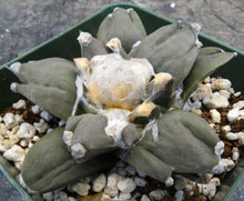 Load image into Gallery viewer, Ariocarpus retusus 'Trifinger'