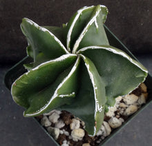 Load image into Gallery viewer, Astrophytum myriostigma 'Fukuryu' (D)