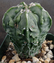 Load image into Gallery viewer, Astrophytum myriostigma 'Fukuryu' (A)