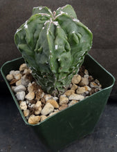 Load image into Gallery viewer, Astrophytum myriostigma 'Fukuryu' (A)