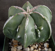 Load image into Gallery viewer, Astrophytum myriostigma 'Fukuryu' (B)
