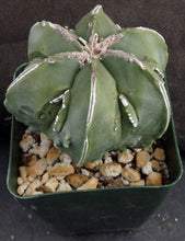 Load image into Gallery viewer, Astrophytum myriostigma 'Fukuryu' (B)