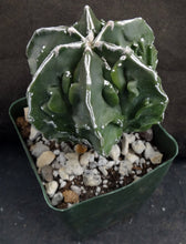 Load image into Gallery viewer, Astrophytum myriostigma 'Fukuryu' (C)
