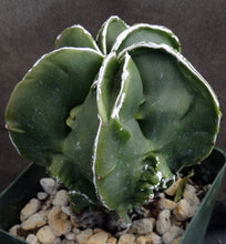 Load image into Gallery viewer, Astrophytum myriostigma 'Fukuryu' (D)