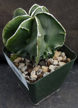 Load image into Gallery viewer, Astrophytum myriostigma 'Fukuryu' (D)