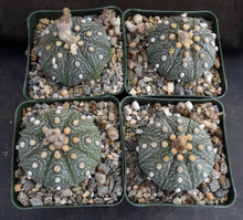 Load image into Gallery viewer, Astrophytum asterias