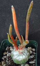 Load image into Gallery viewer, Astrophytum caput-medusae 'Variegata' Variegated! *Grafted*