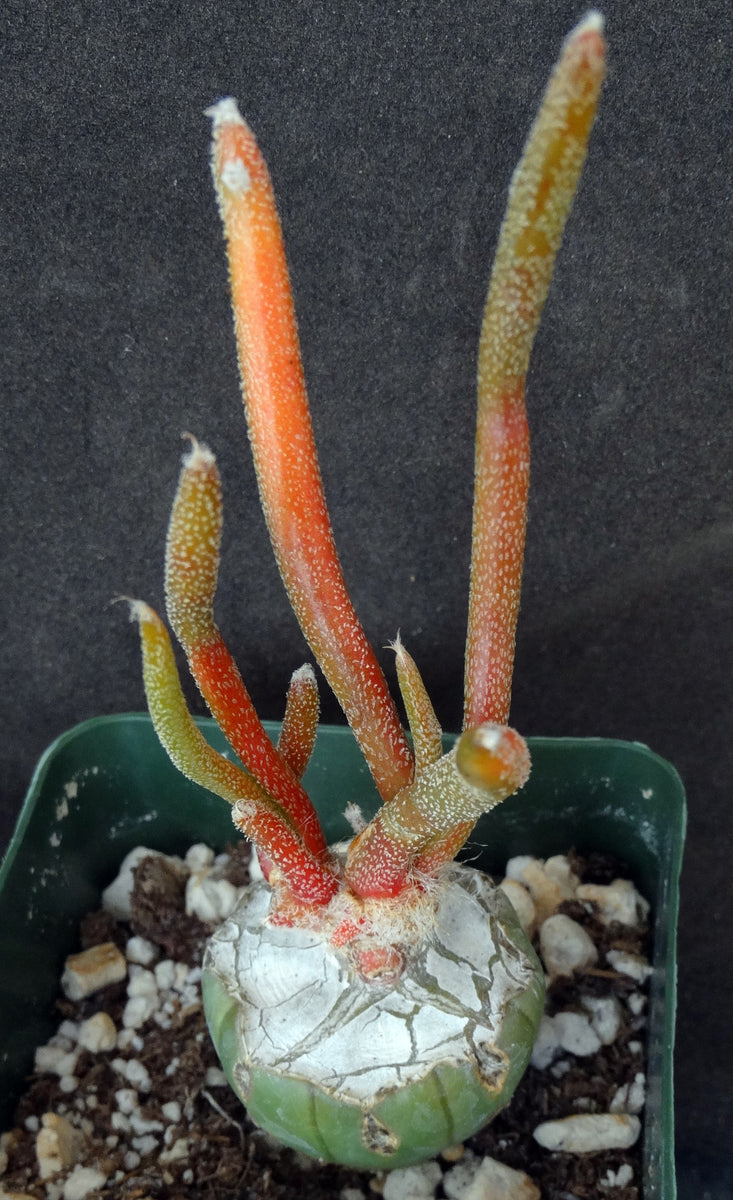 Astrophytum caput-medusae 'Variegata' Variegated! *Grafted*
