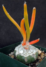 Load image into Gallery viewer, Astrophytum caput-medusae 'Variegata' Variegated! *Grafted*
