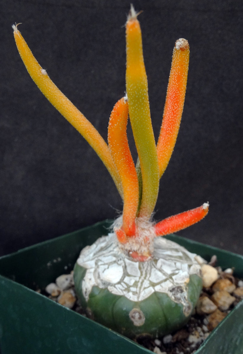 Astrophytum caput-medusae 'Variegata' Variegated! *Grafted*  Kyle's Plants
