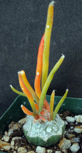 Load image into Gallery viewer, Astrophytum caput-medusae 'Variegata' Variegated! *Grafted*