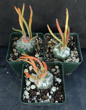 Load image into Gallery viewer, Astrophytum caput-medusae 'Variegata' Variegated! *Grafted*