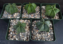 Load image into Gallery viewer, Astrophytum myriostigma v. nuda