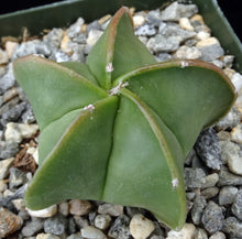 Load image into Gallery viewer, Astrophytum myriostigma v. nuda