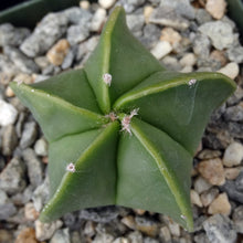 Load image into Gallery viewer, Astrophytum myriostigma v. nuda