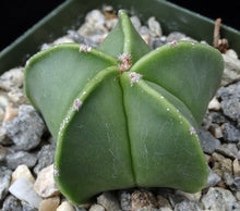 Load image into Gallery viewer, Astrophytum myriostigma v. nuda