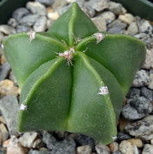Load image into Gallery viewer, Astrophytum myriostigma v. nuda