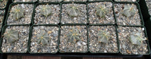 Load image into Gallery viewer, Astrophytum ornatum