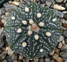 Load image into Gallery viewer, Astrophytum asterias