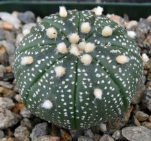 Load image into Gallery viewer, Astrophytum asterias