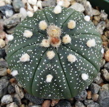 Load image into Gallery viewer, Astrophytum asterias