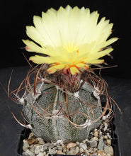 Load image into Gallery viewer, Astrophytum capricorne