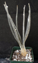 Load image into Gallery viewer, Astrophytum caput-medusae *Seed Grown, Big Plants!*