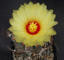 Load image into Gallery viewer, Astrophytum capricorne