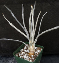 Load image into Gallery viewer, Astrophytum caput-medusae *Seed Grown, Big Plants!*