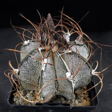Load image into Gallery viewer, Astrophytum capricorne