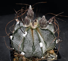 Load image into Gallery viewer, Astrophytum capricorne