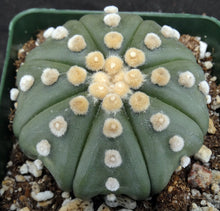 Load image into Gallery viewer, Astrophytum 'Super Kabuto' Nuda type (A)